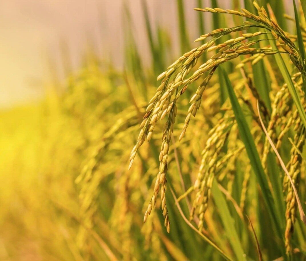 Poudre de riz