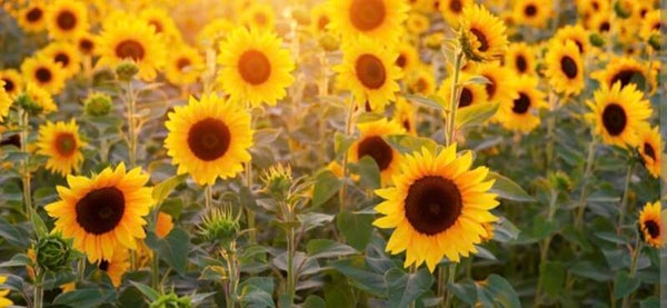 Fleur du soleil