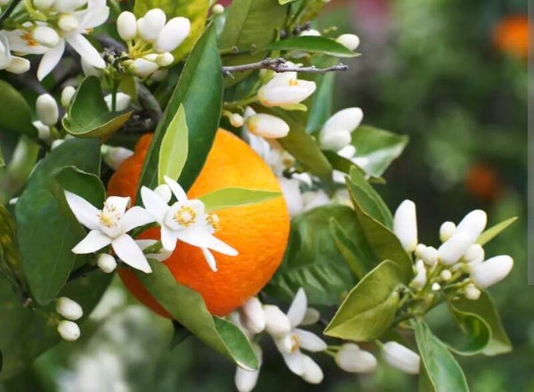 Fleur d'oranger
