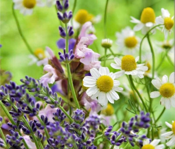 Lavande relaxante et Camomille