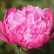 Pioenroos ‘Dr. Alexander Fleming’