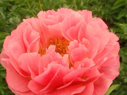 Pioenroos ‘Coral Sunset’ Toverpioen