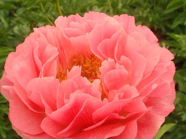 Pioenroos ‘Coral Sunset’ Toverpioen