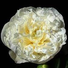 Pioenroos ‘Duchesse de Nemours’