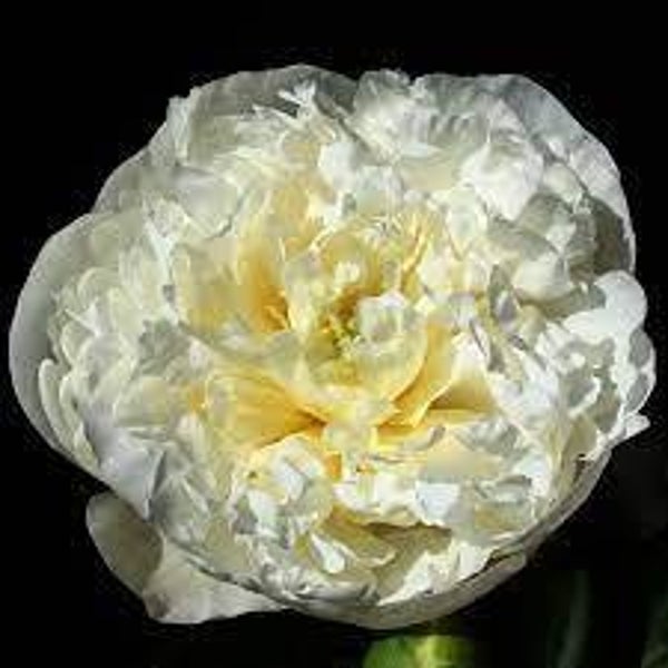 Pioenroos ‘Duchesse de Nemours’