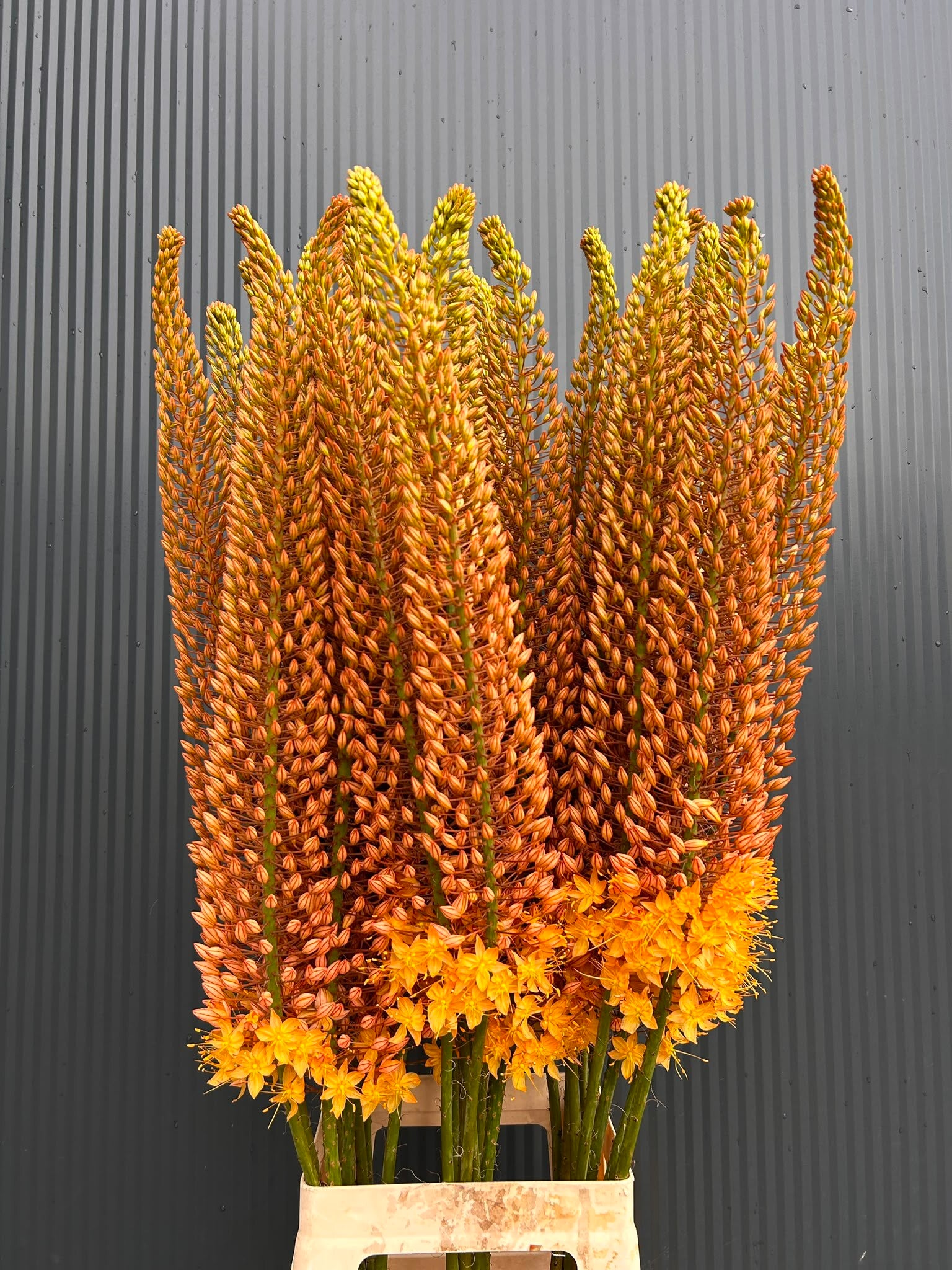 Eremurus 'Naald van Cleopatra'