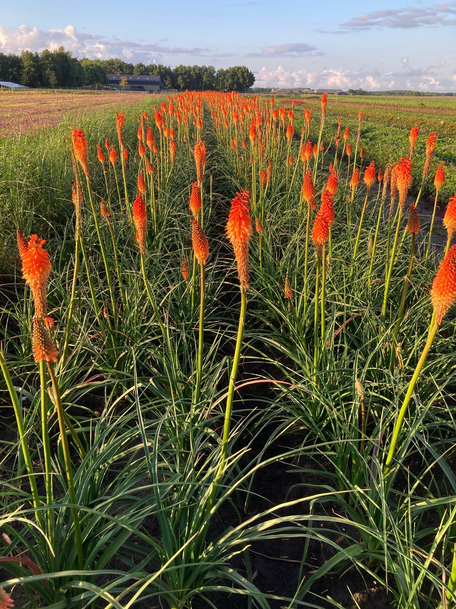 Kniphofia 'Alcazar en Sunningdale Yellow '