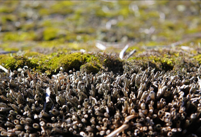 duidelijke mos groei op het rieten dak
