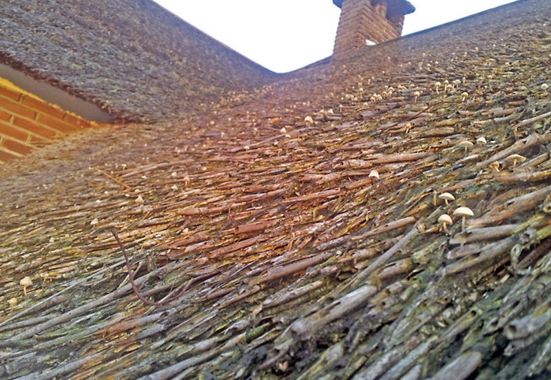 algen en mos op het rieten dak