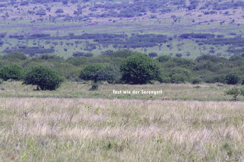 die weite Ebene