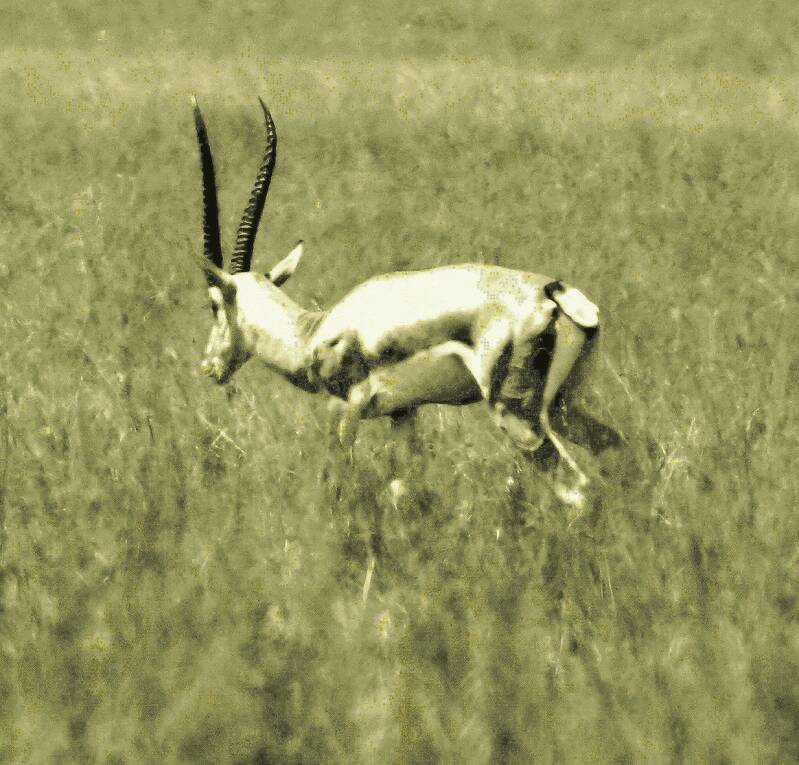 Antilope in freier Wildbahn