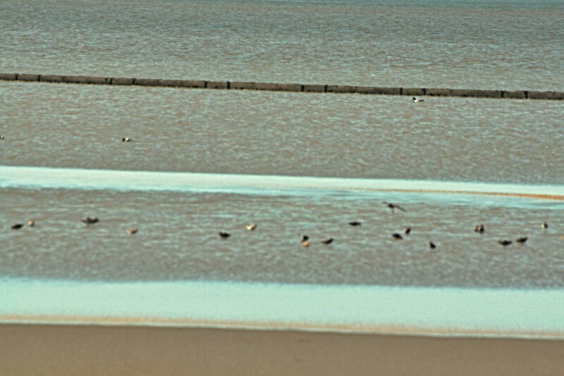  Wattvögel auf Wurmsuche