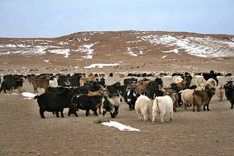 die bringen die mongolischen Tögrög
