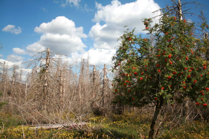Was grünt und blüht ist der Vogelbeerbaum. Ein schöner Kontrast zu dem Grau der abgestorbenen Fichten.
