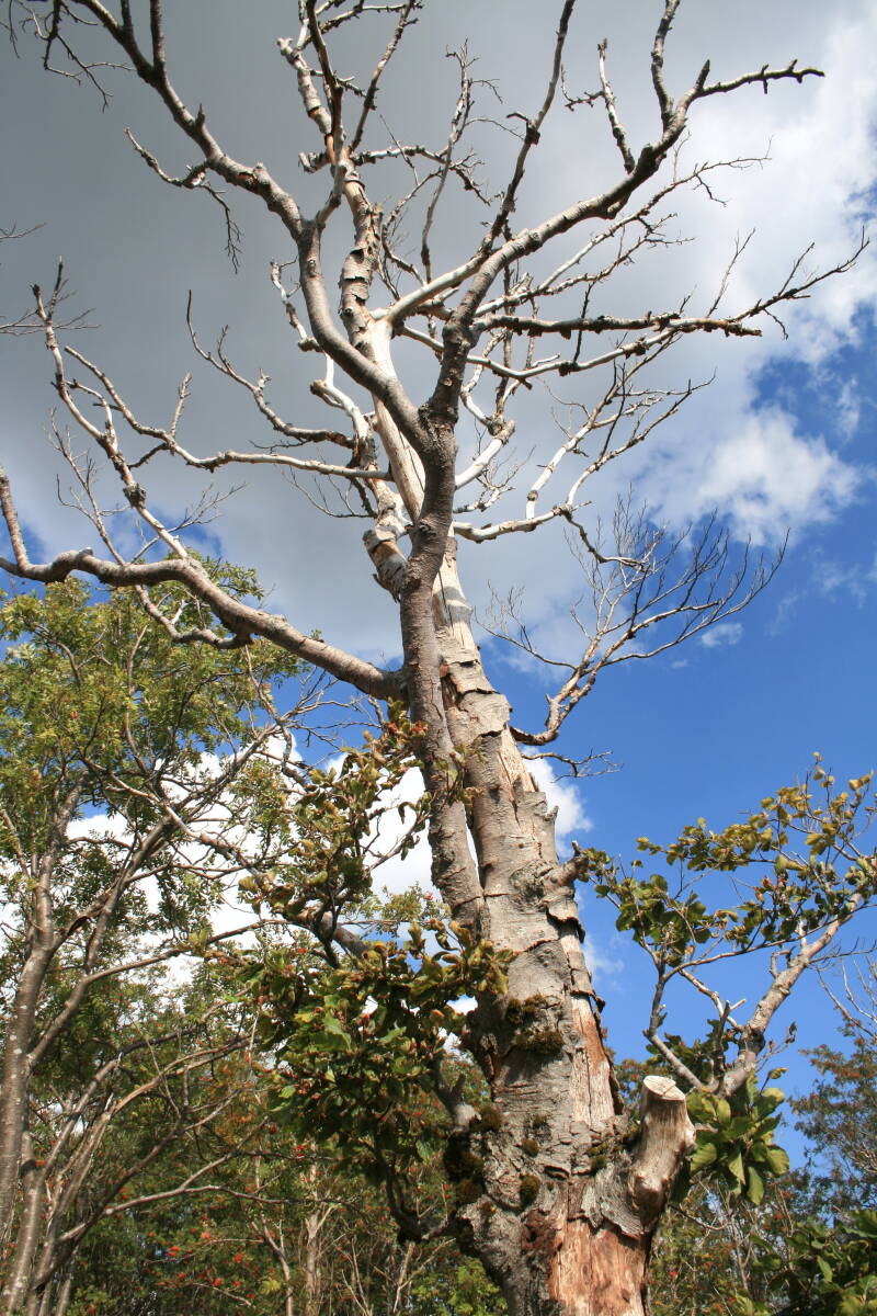 auch so eine Baumleiche, aber keine Fichte