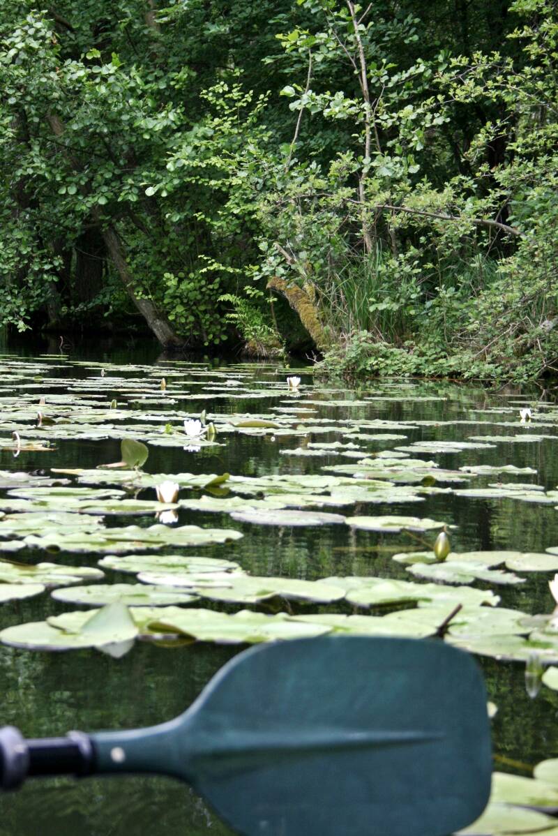 schöne Naturlandschaft an der Müritz
