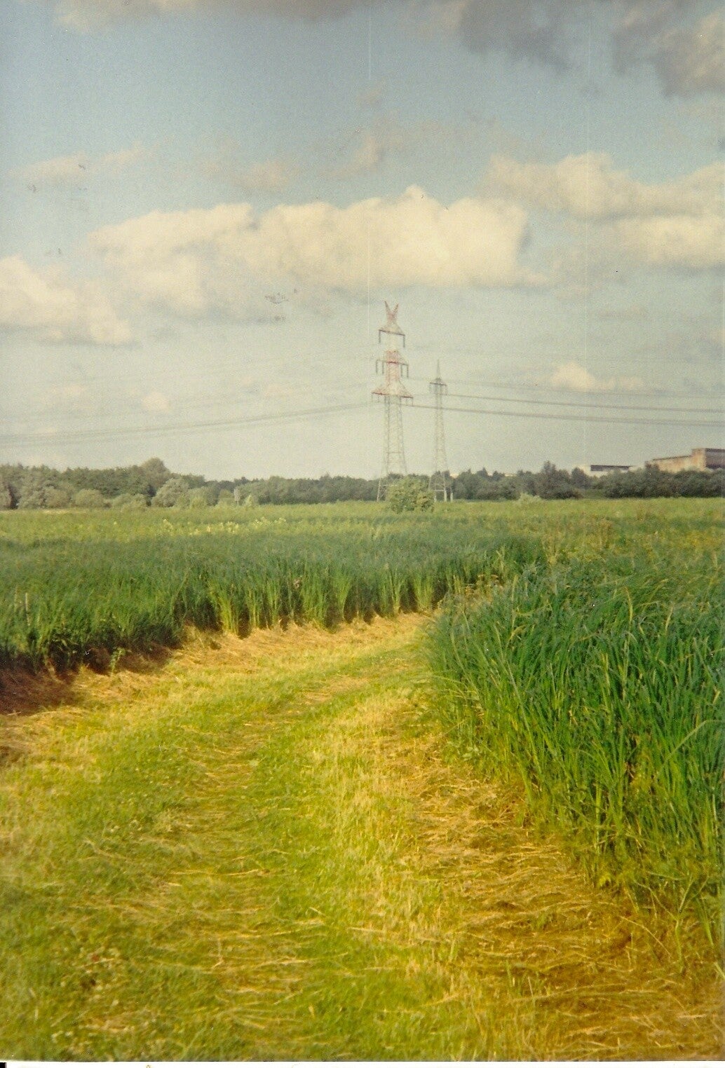 das Moor, jetzt kultiviert