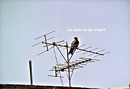 der Adler schaut fern ...