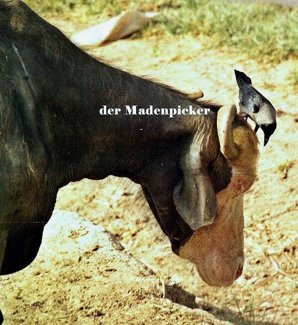 der Büffel freut sich, der Vogel auch