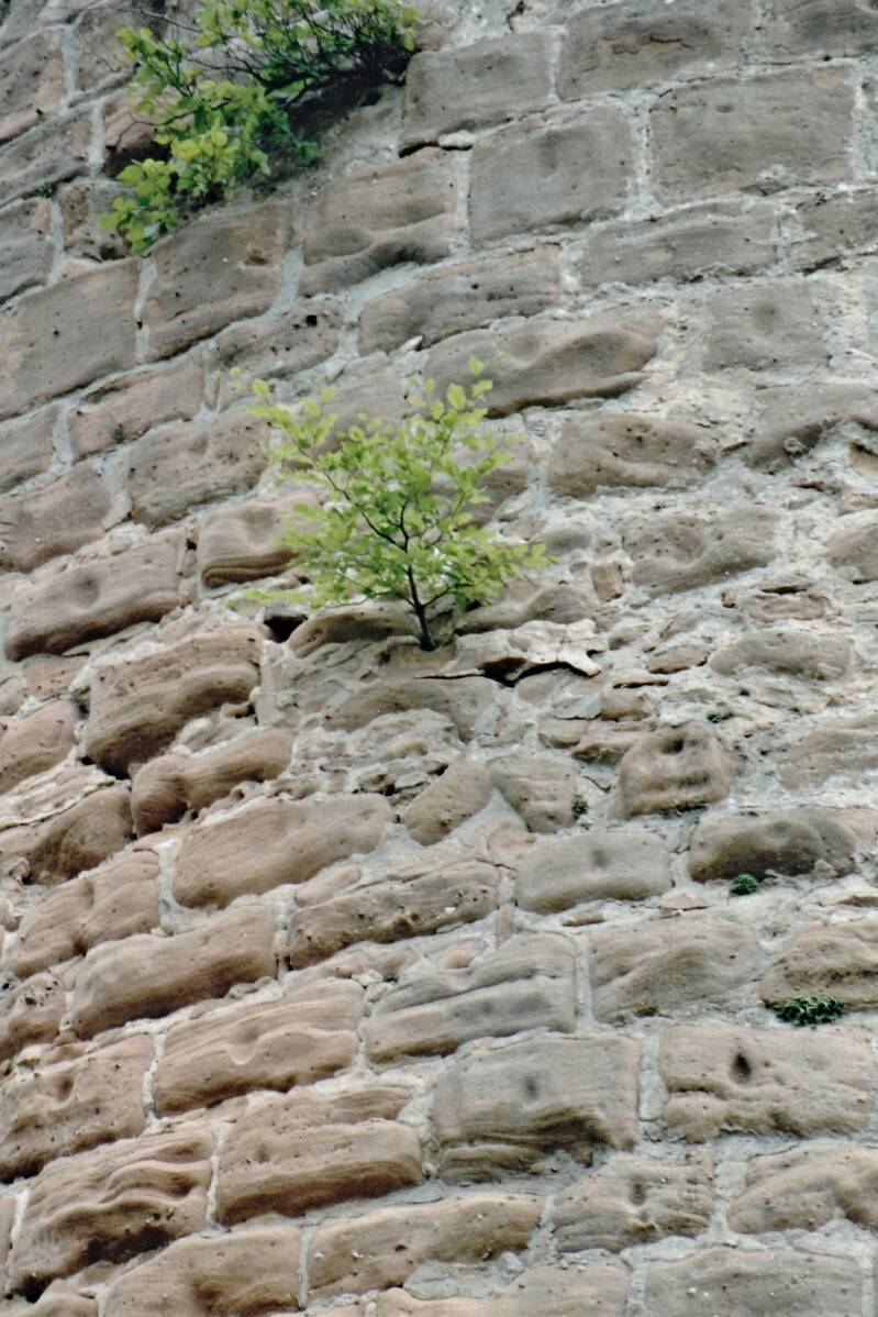 pfalz ob der da lange überlebt?