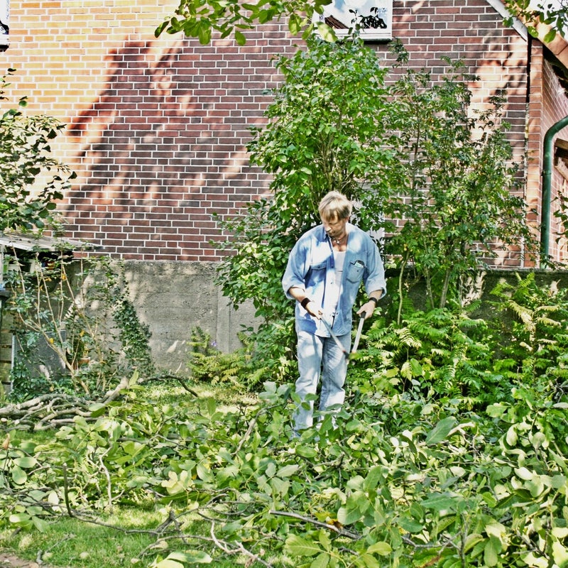 der Walnussbaum wird gelichtet