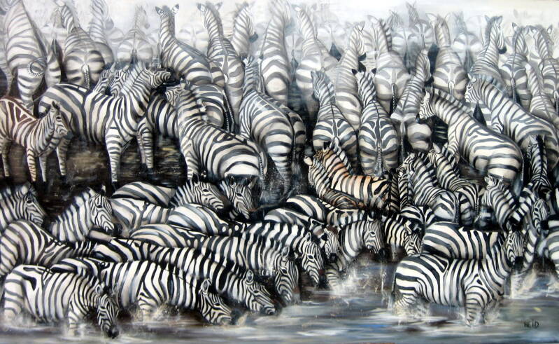 TRAVERSEE DES ZEBRES DANS LE MASAI MARA