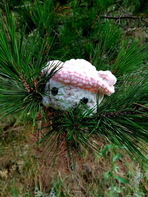 Cat in a pink hat