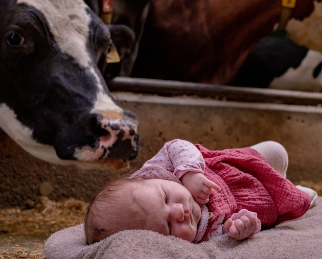Darla-voor-de-koeien-in-de-stal-van-opa-in-appingedam-tijdens-haar-newbornshoot