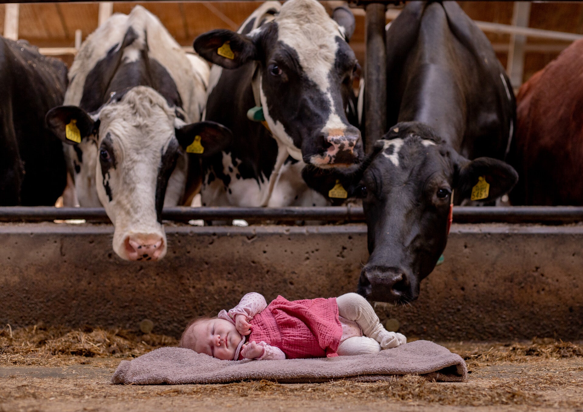 Baby tijdens een newbornshoot in de koeienstal van opa in appingedam