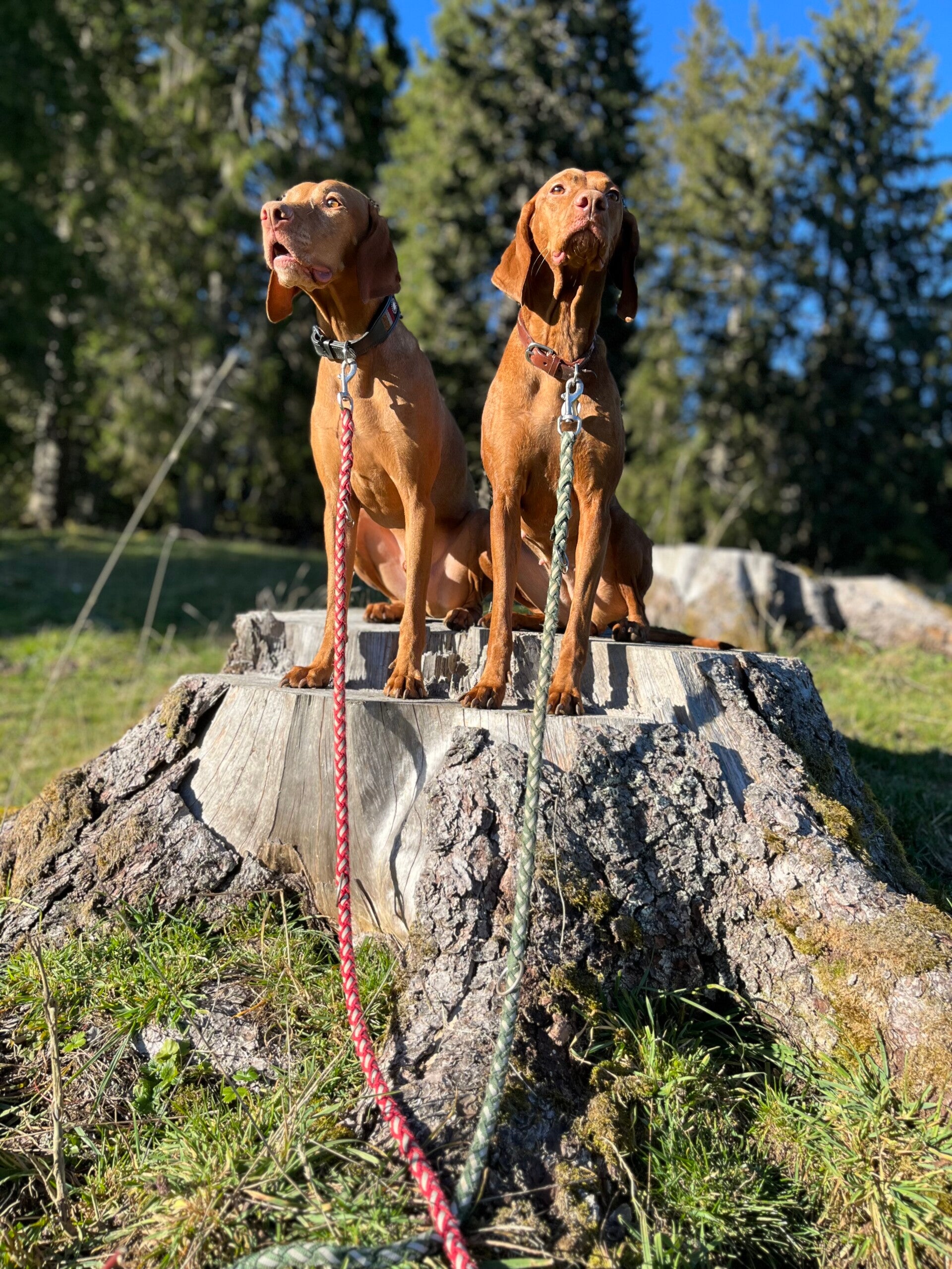 Cotton Braided Leashes