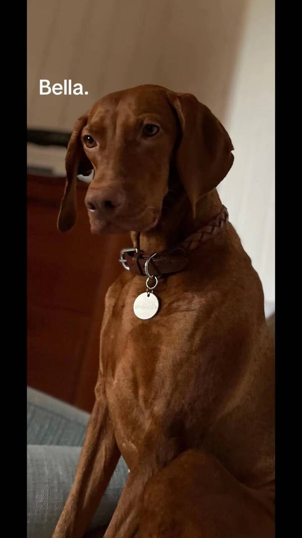 Leather Braided Collar with Logo
