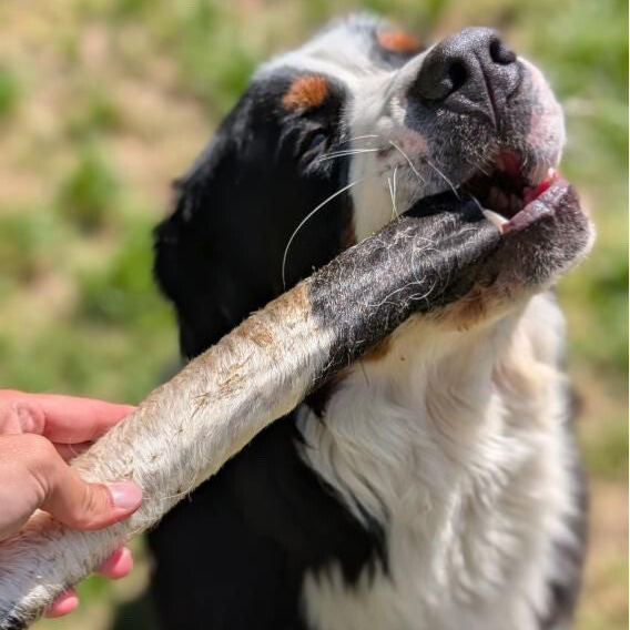 BANDE DE BŒUF AVEC FOURRURE XL