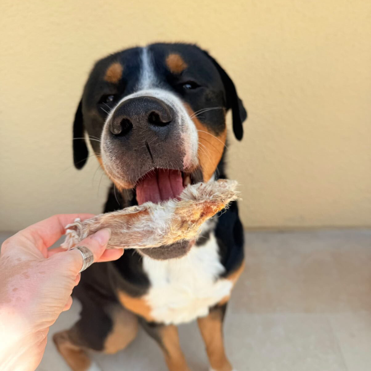 OREILLE D’AGNEAU AVEC POILS