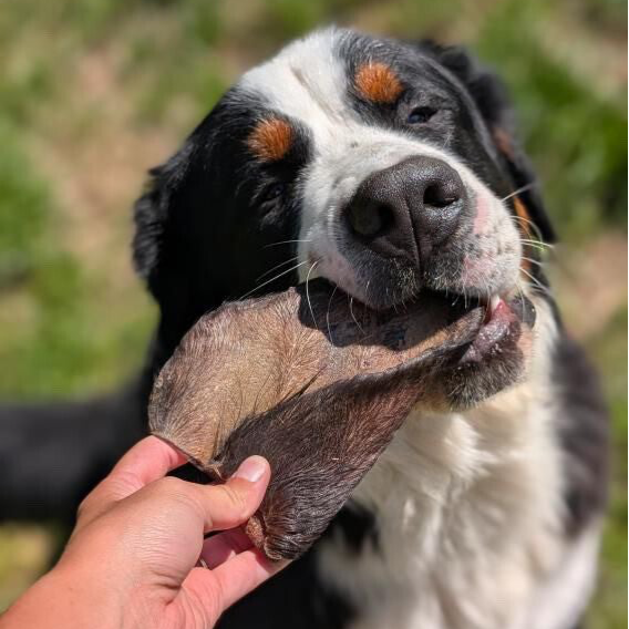 OREILLE DE BŒUF AVEC POILS