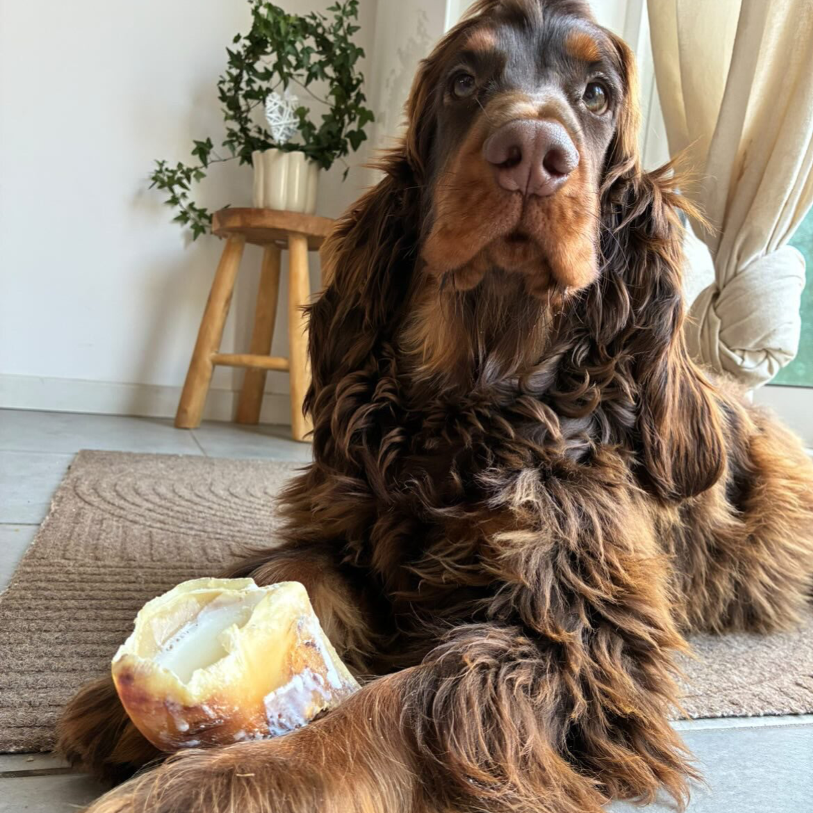 SABOT DE VEAU À LA GRAISSE DE MOUTON