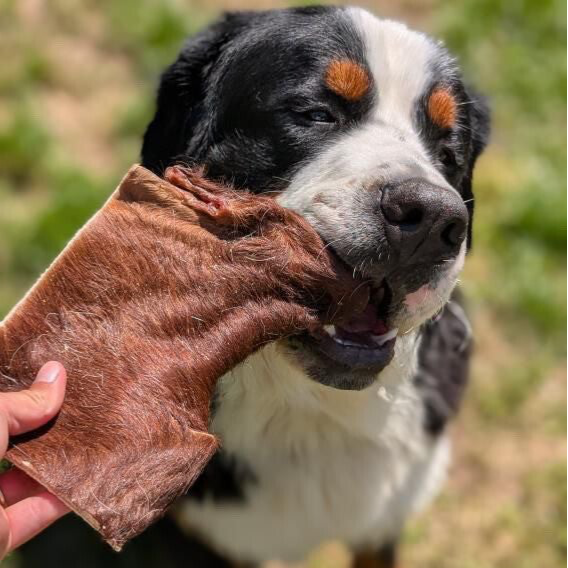 PLAQUE DE BŒUF AVEC FOURRURE