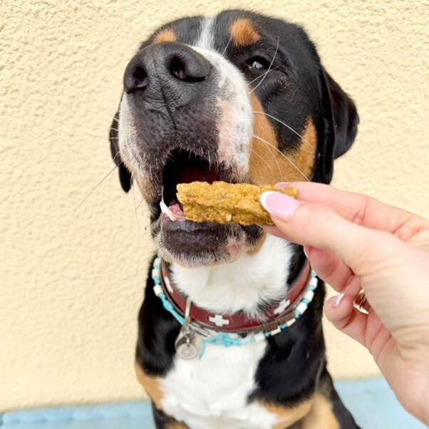 BOUCHÉE DE POISSONS