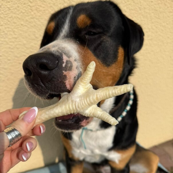 PATTE DE POULET SOUFFLÉE