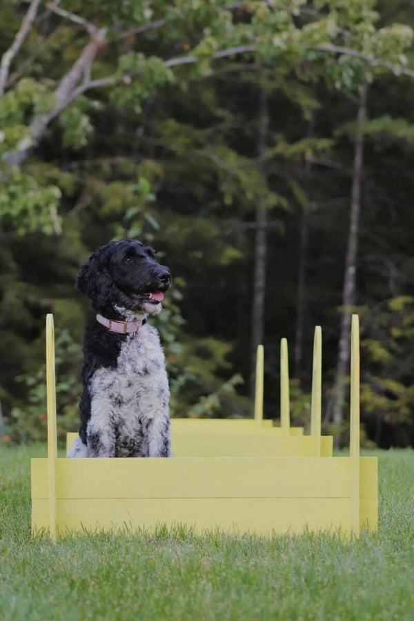 Saut de flyball