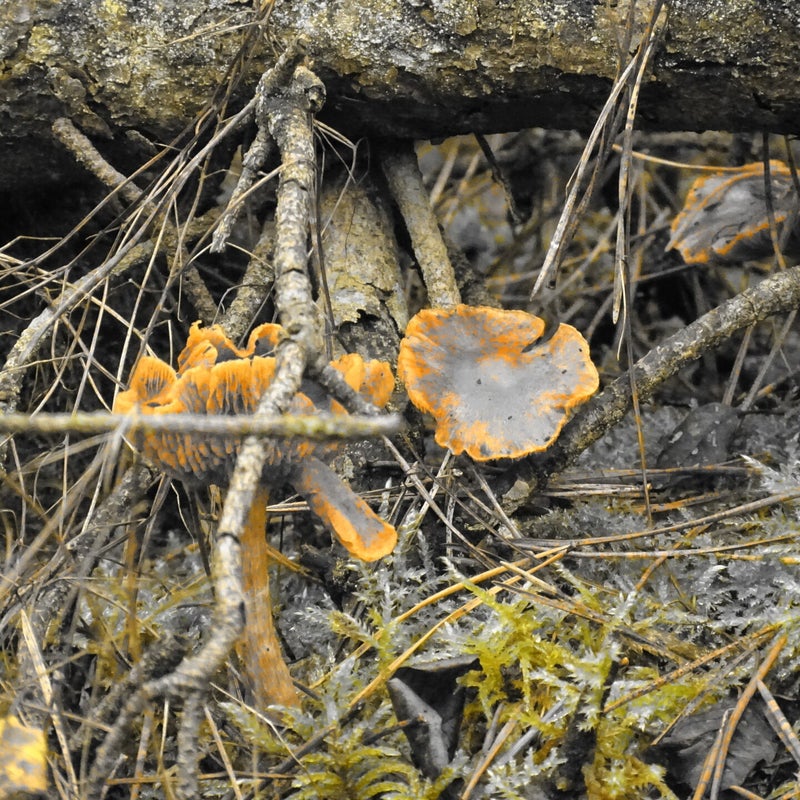 DSC05715JPG.jpg