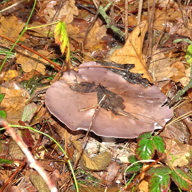 DSC06098JPG.jpg