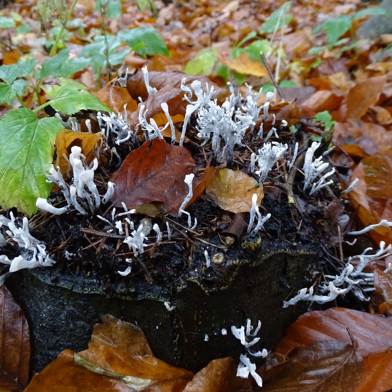 DSC06117JPG.jpg