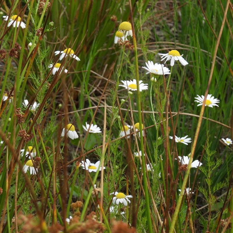 dscn7374jpg.jpg
