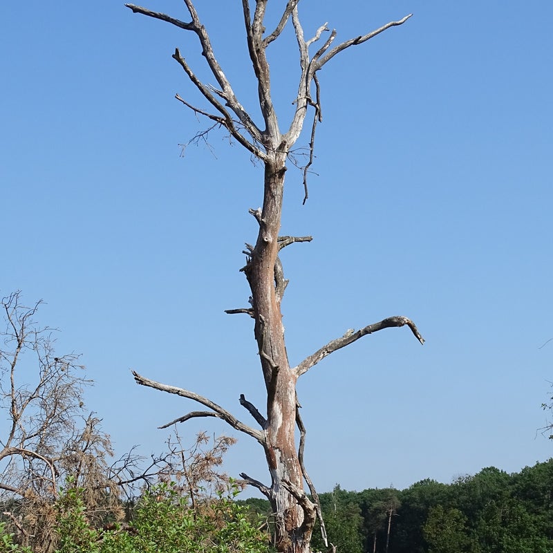 dsc07447jpg.jpg