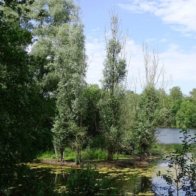 DSC00989.jpg