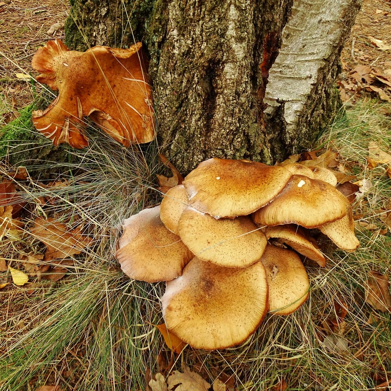 DSC06005JPG.jpg