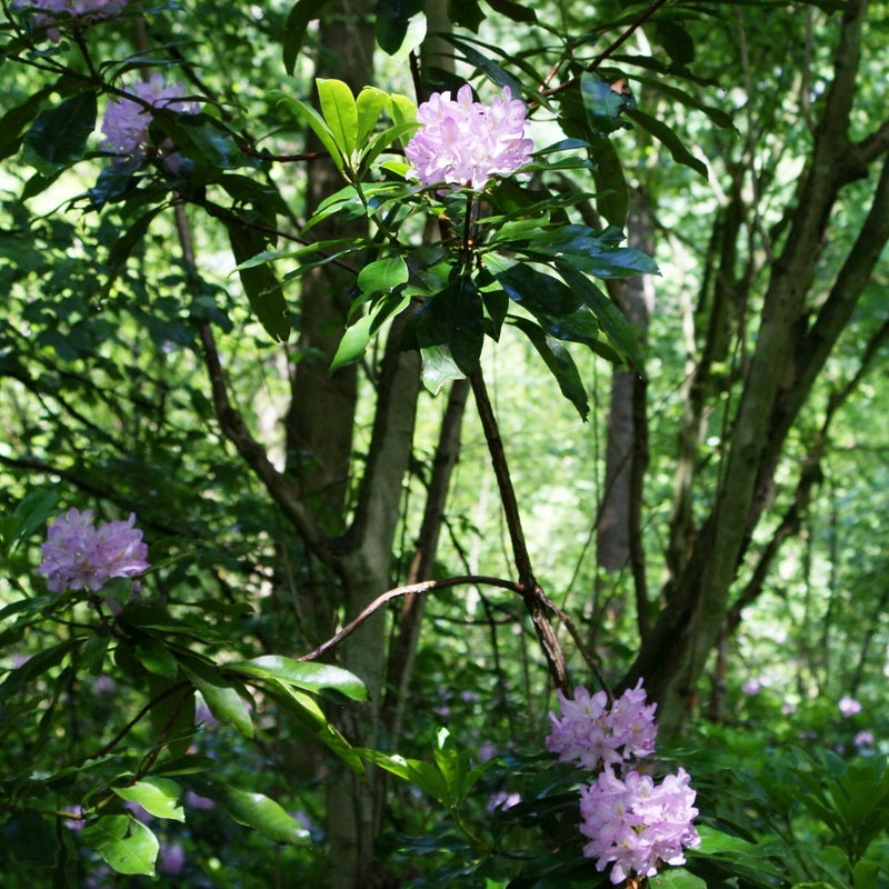 DSC00117-5.jpg