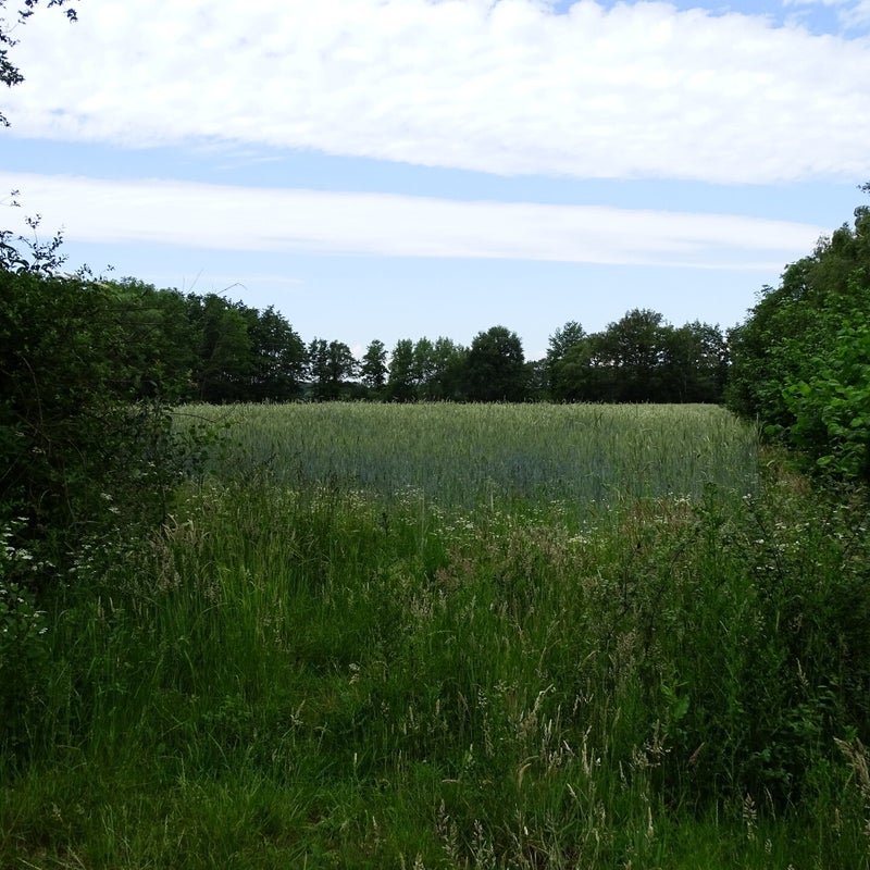DSC00906.jpg
