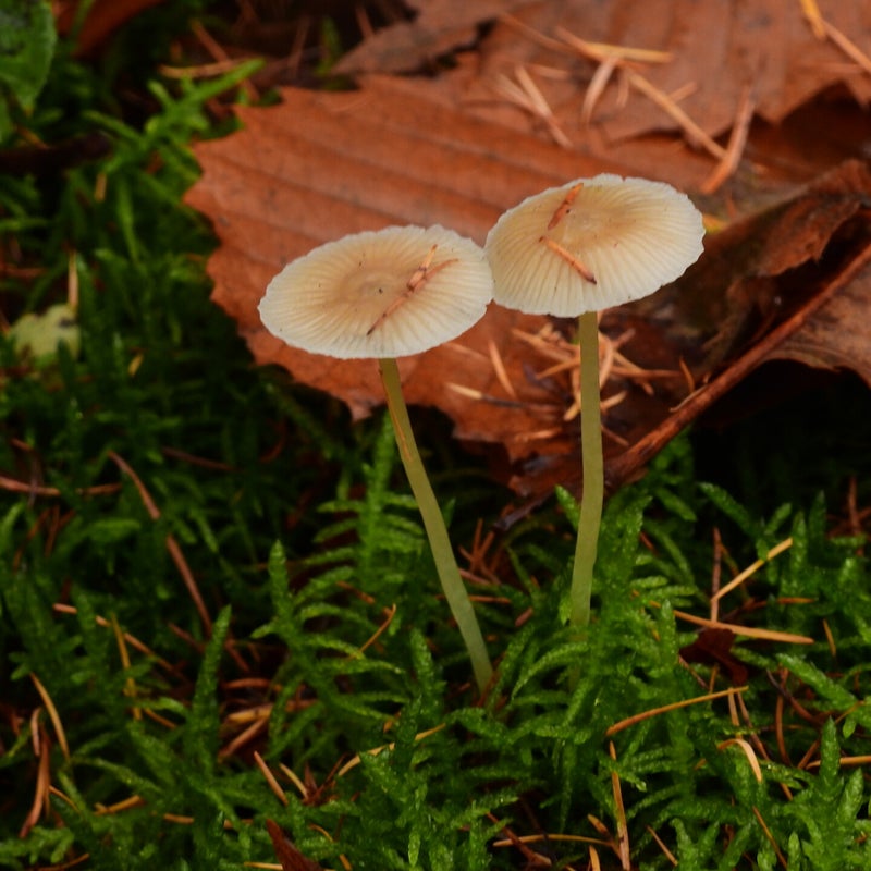 DSCN4148JPG.jpg