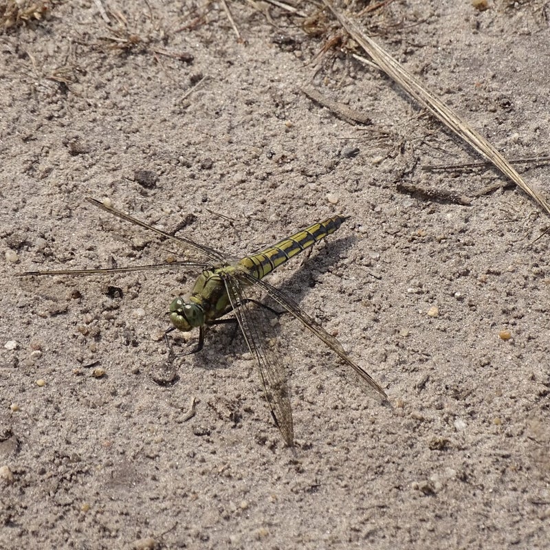 dsc07505jpg-1.jpg